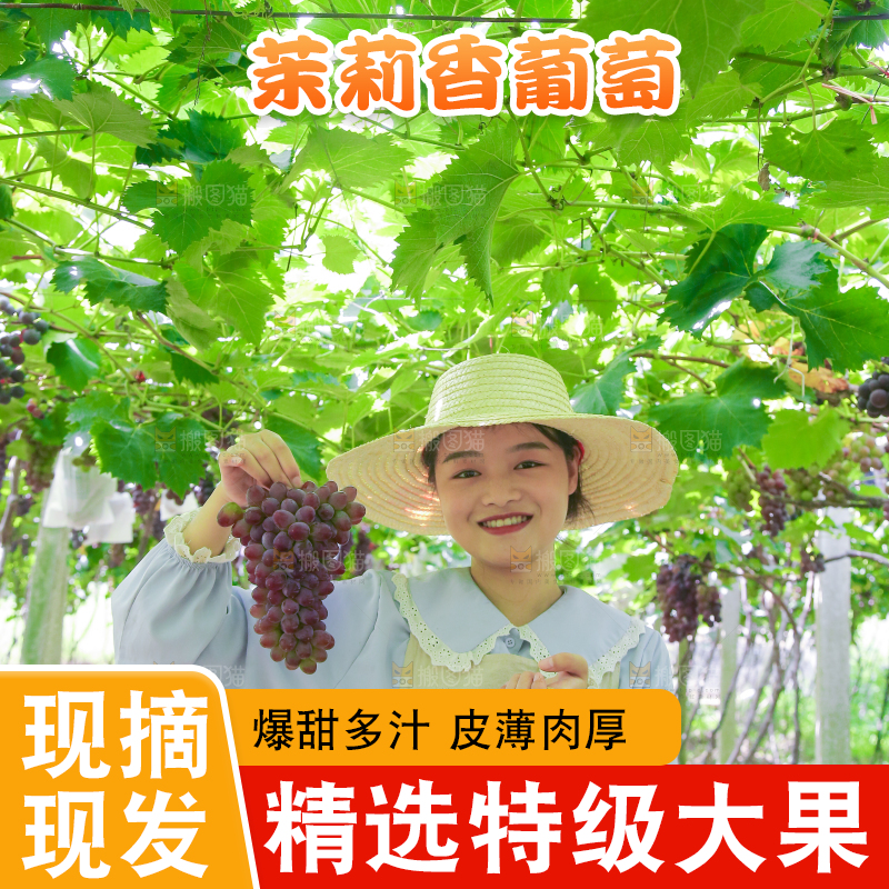 手里拿着茉莉香葡萄