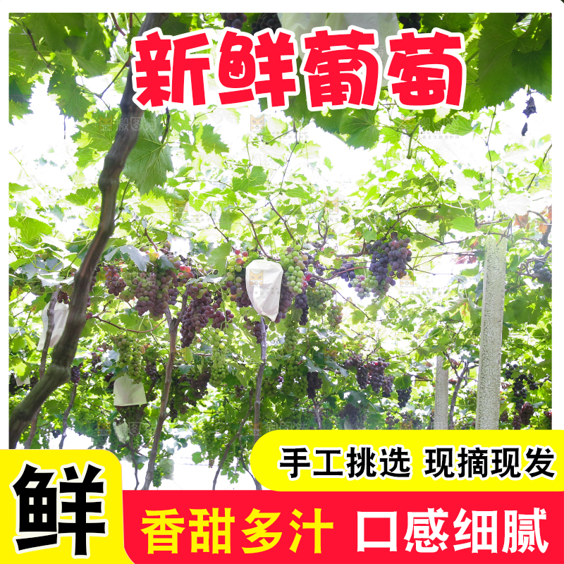 藤上的新鲜葡萄