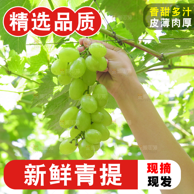手里拿着青提