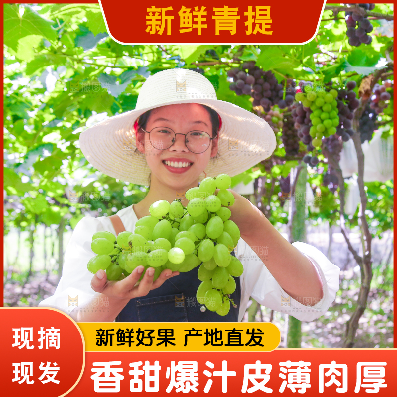 手里拿着青提
