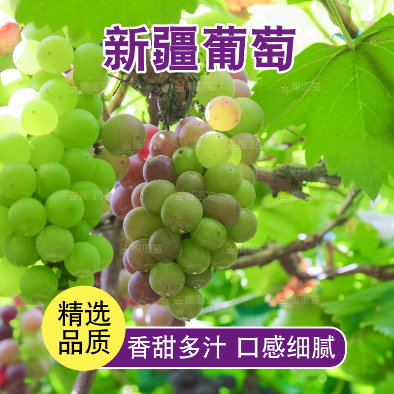 藤上的新鲜葡萄