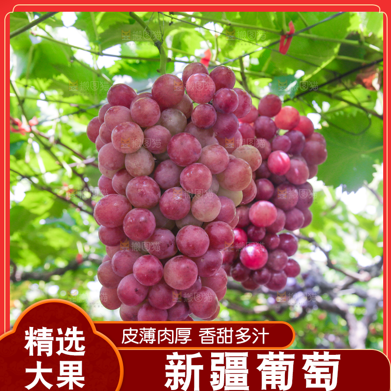 藤上的新鲜葡萄