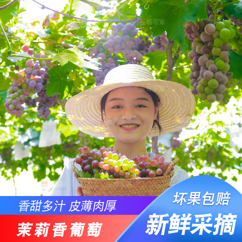 手里拿着茉莉香葡萄