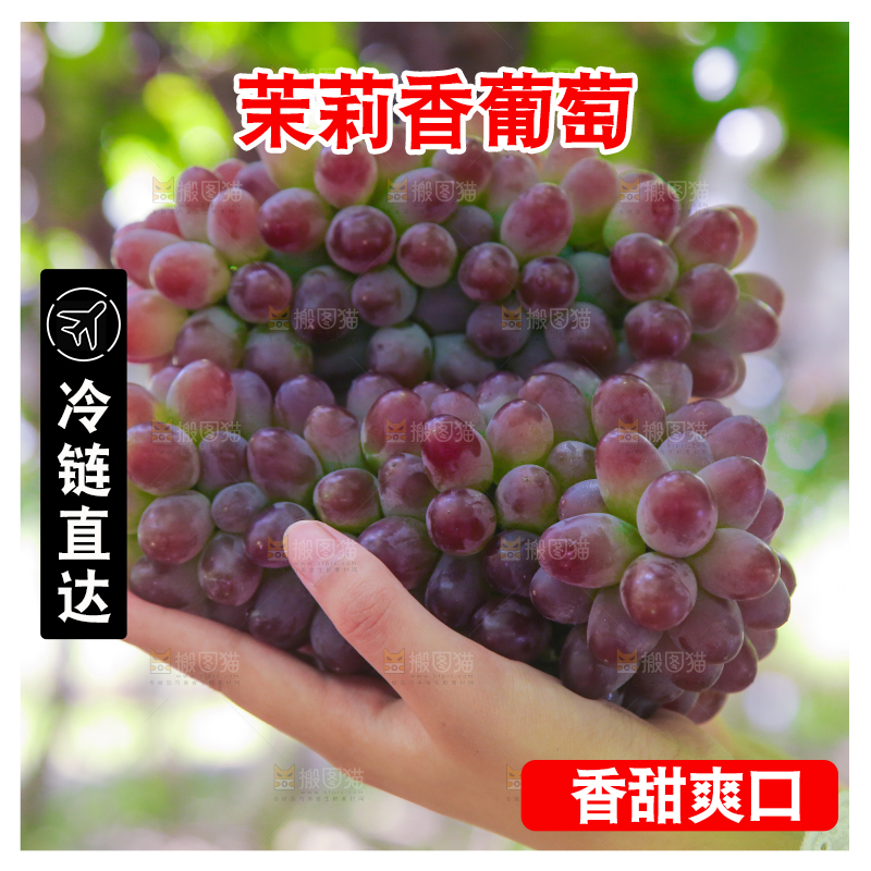 手里拿着茉莉香葡萄