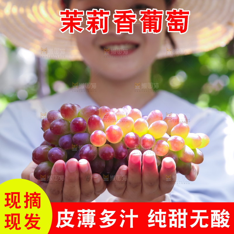 手里拿着茉莉香葡萄