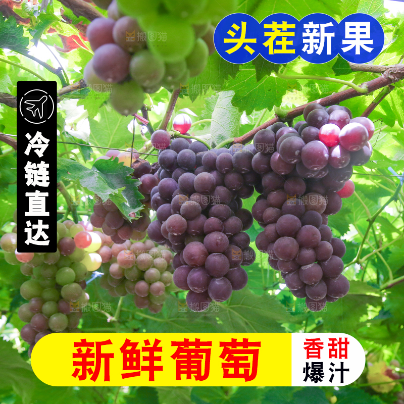 藤上的新鲜葡萄