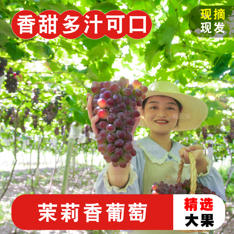 手里拿着茉莉香葡萄
