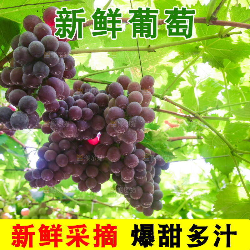 藤上的新鲜葡萄