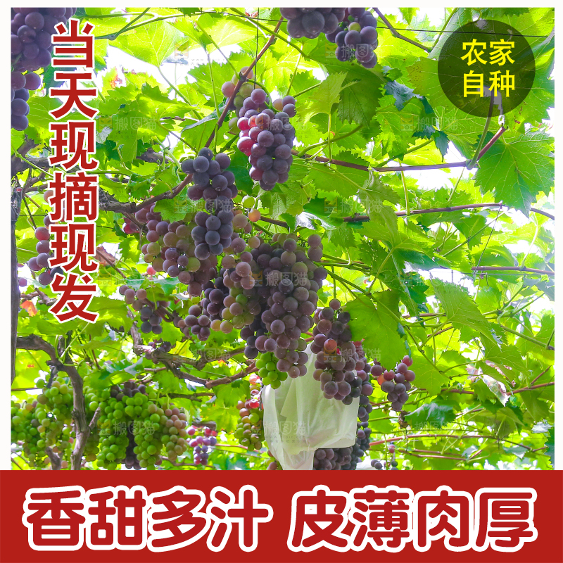 藤上的新鲜葡萄