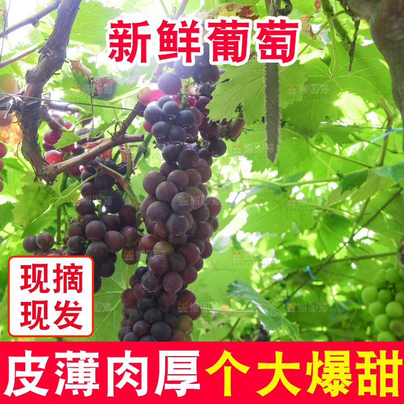 藤上的新鲜葡萄