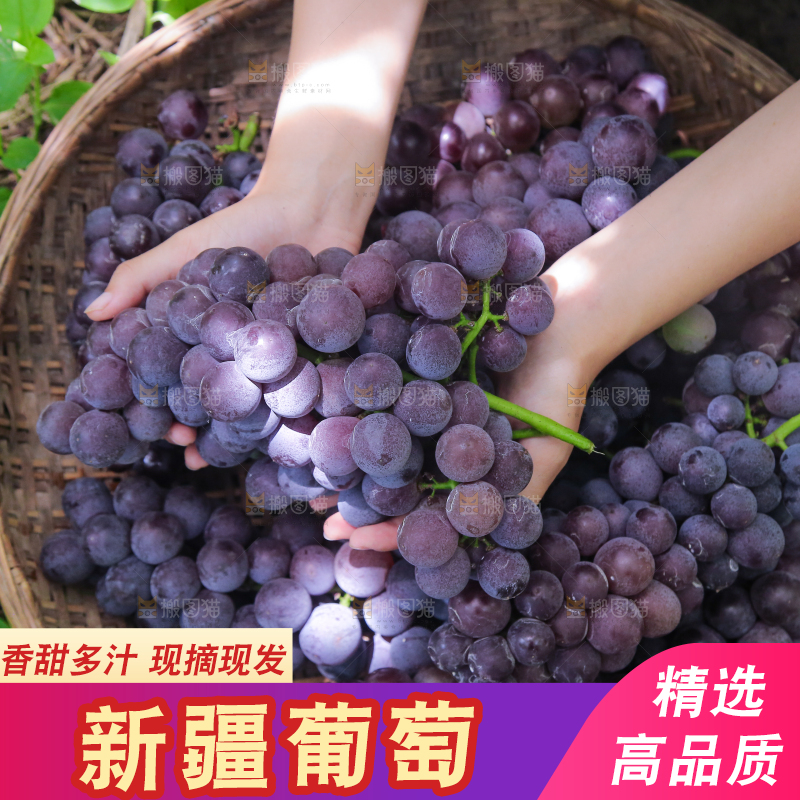 手里拿着新鲜紫葡萄