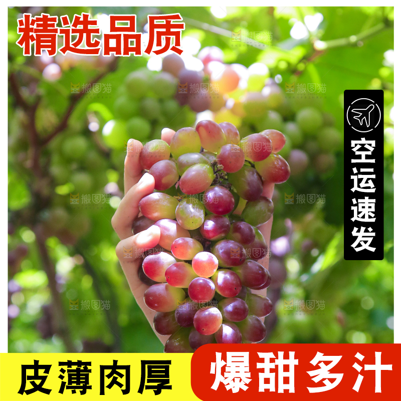 手里拿着茉莉香葡萄