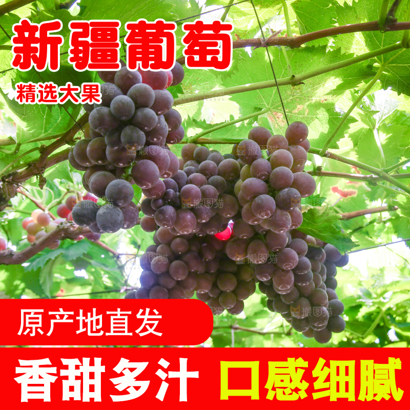 藤上的新鲜葡萄