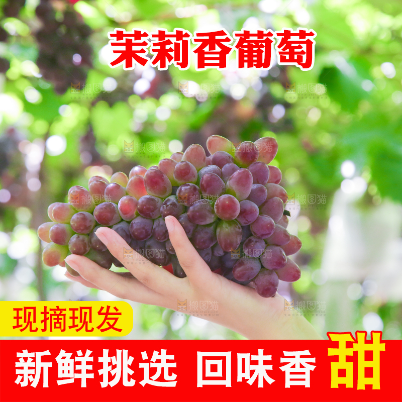 手里拿着茉莉香葡萄