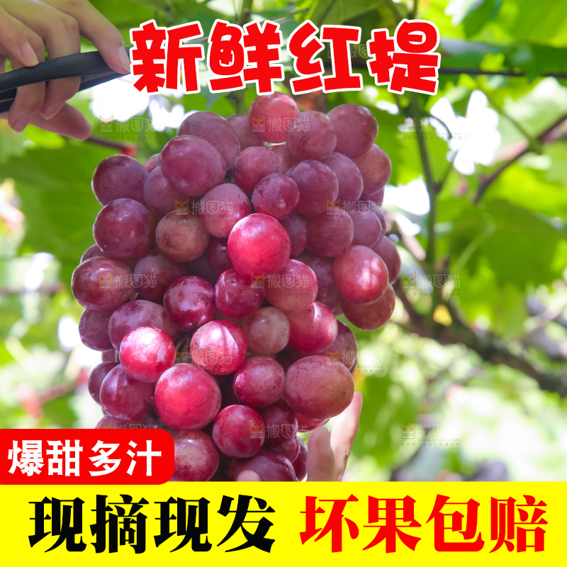 手里拿着新鲜葡萄
