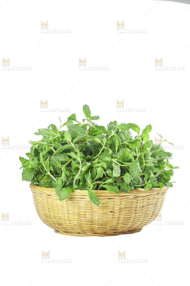 白底上的新鲜薄荷