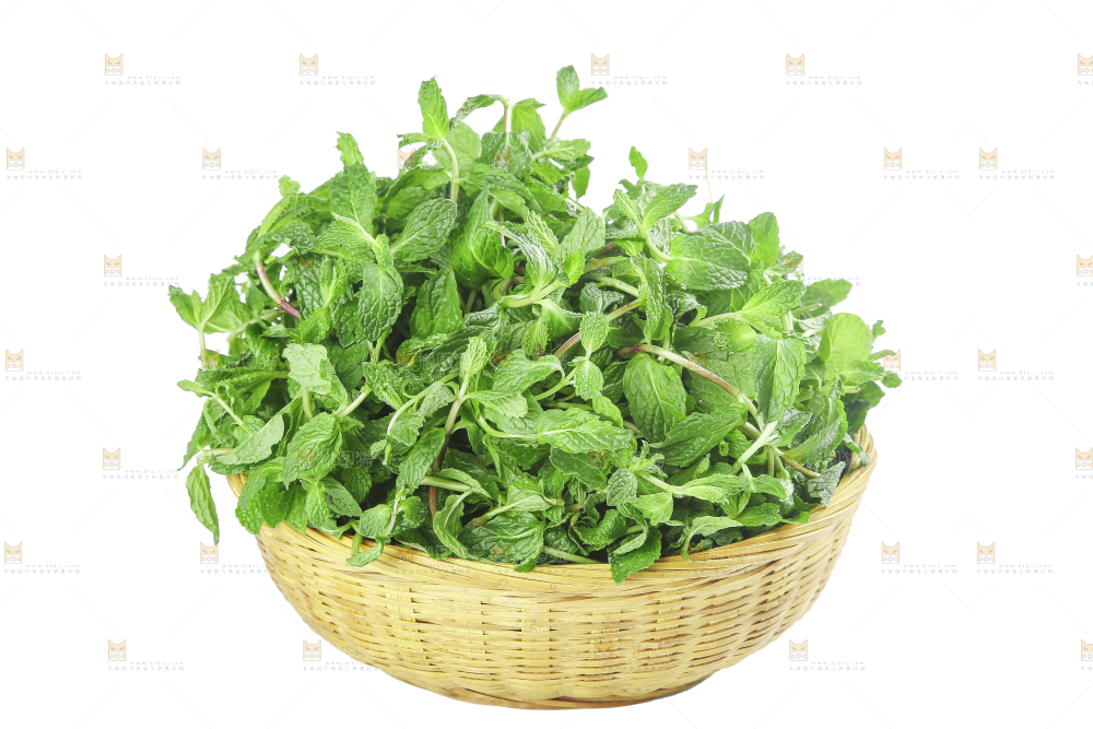 白底上的新鲜薄荷