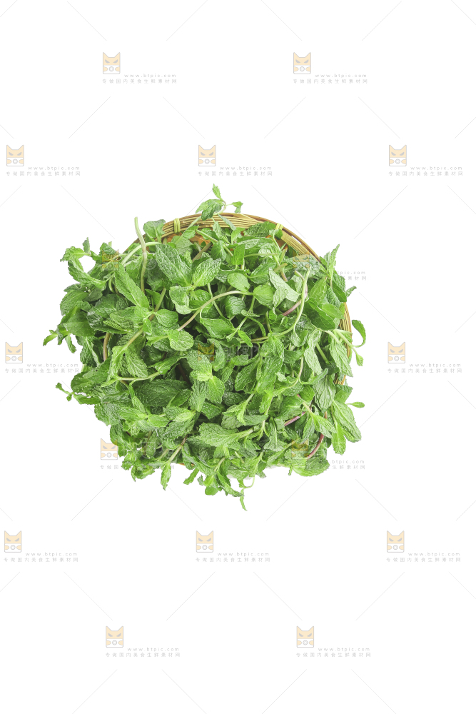 白底上的新鲜薄荷