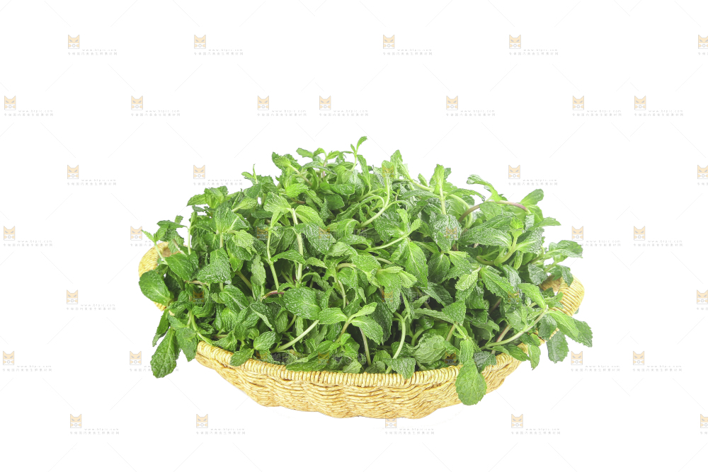 白底上的新鲜薄荷