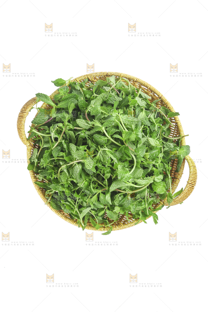 白底上的新鲜薄荷