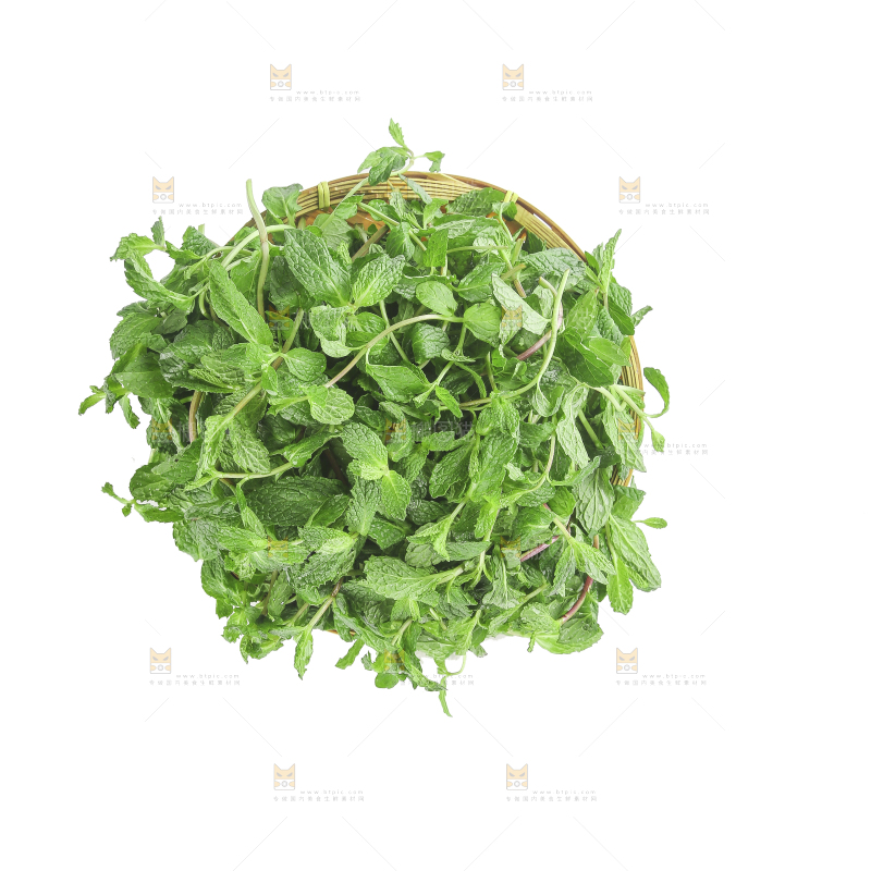 白底上的新鲜薄荷