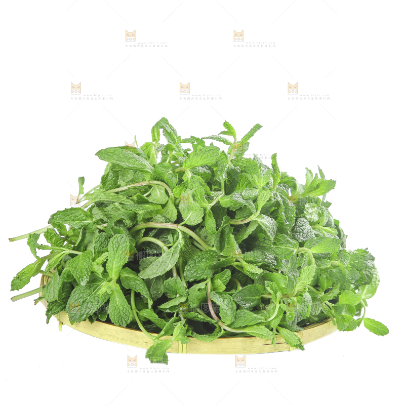白底上的新鲜薄荷