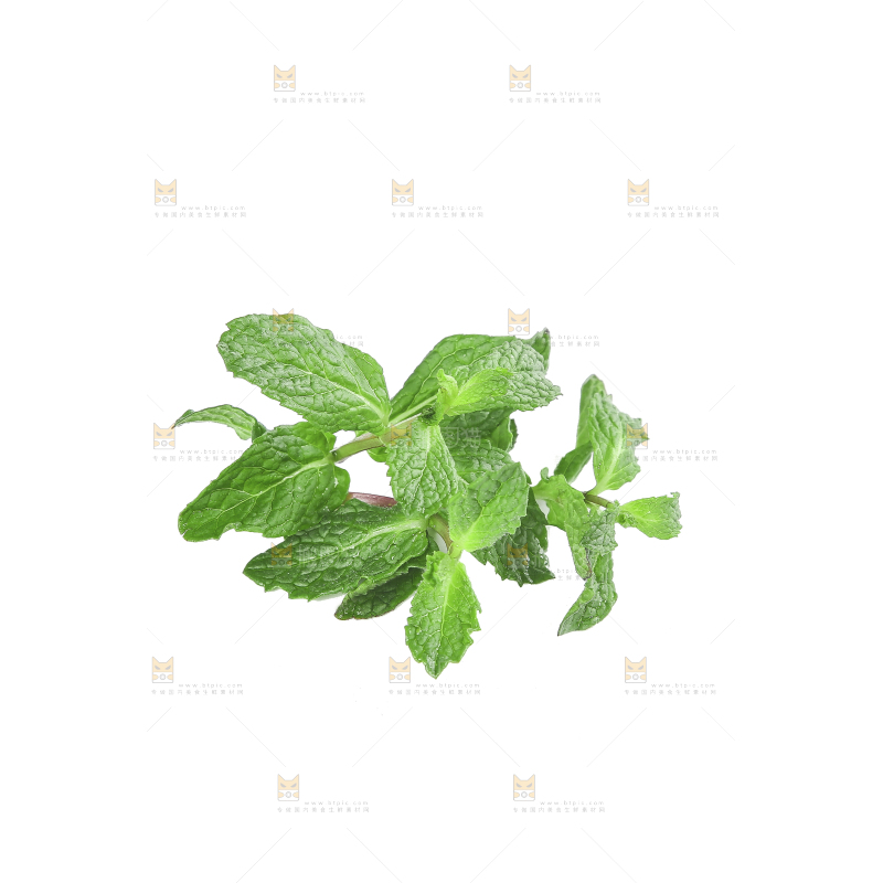 白底上的新鲜薄荷