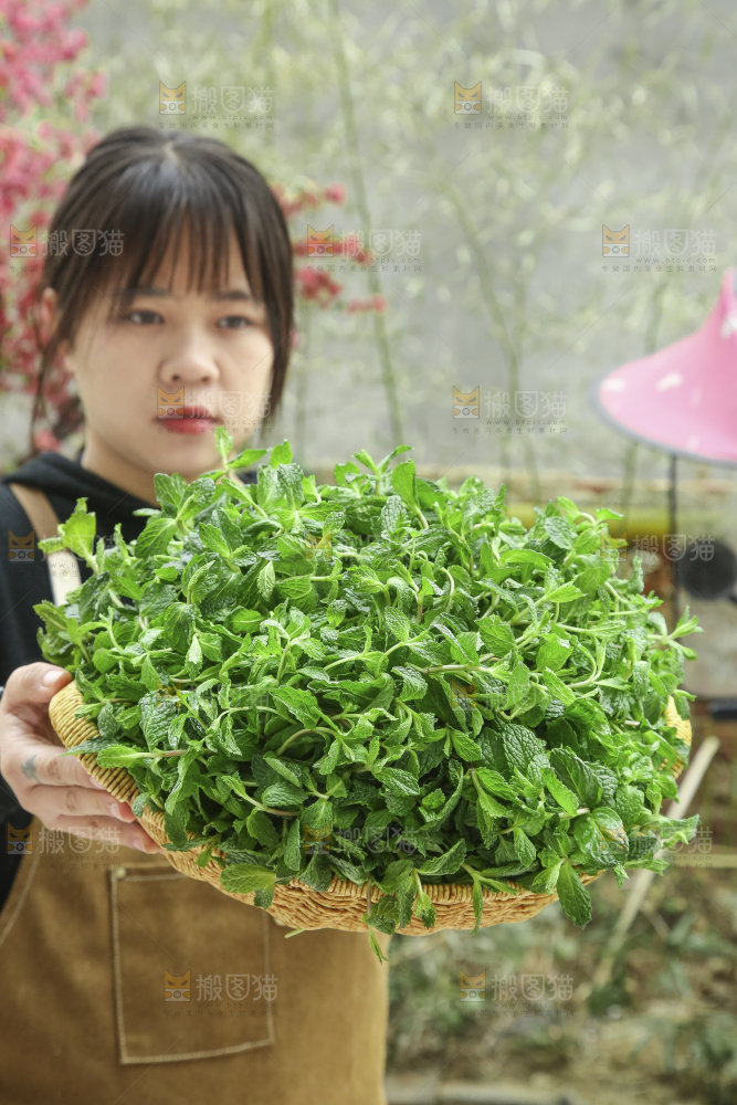 手里拿着新鲜薄荷