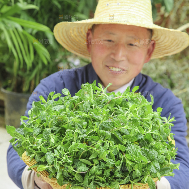 手里拿着新鲜薄荷