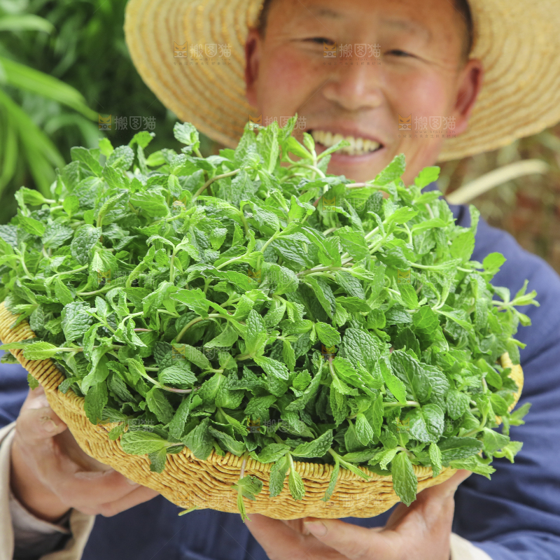 手里拿着新鲜薄荷
