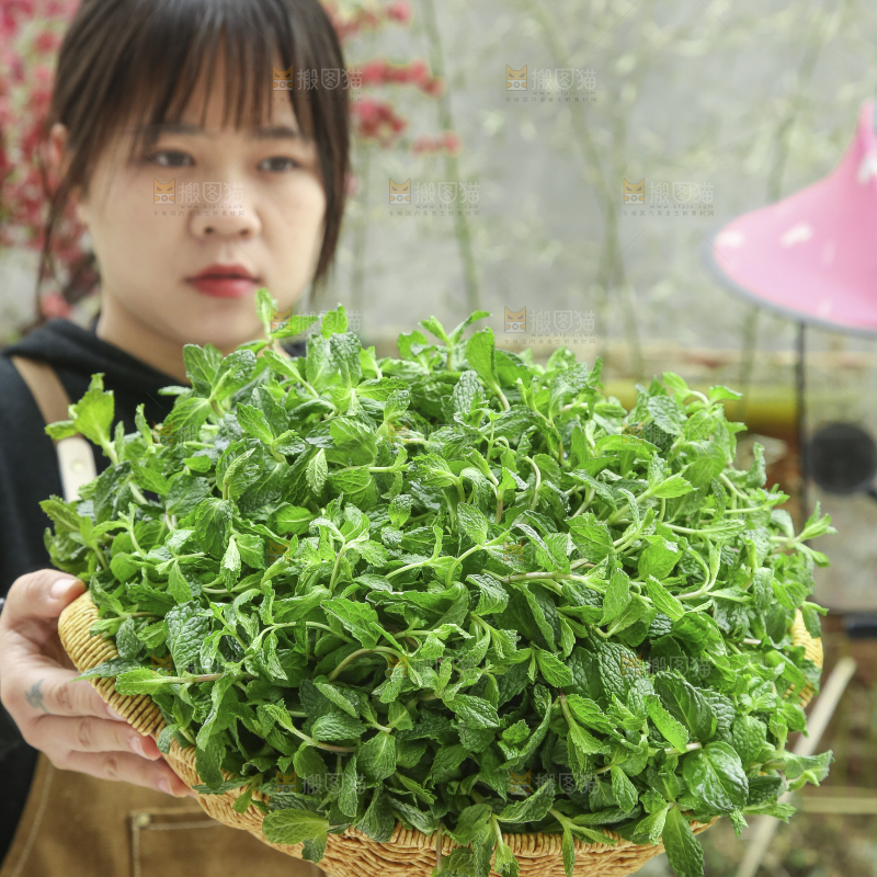 手里拿着新鲜薄荷