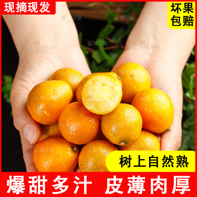 深底上的金柑