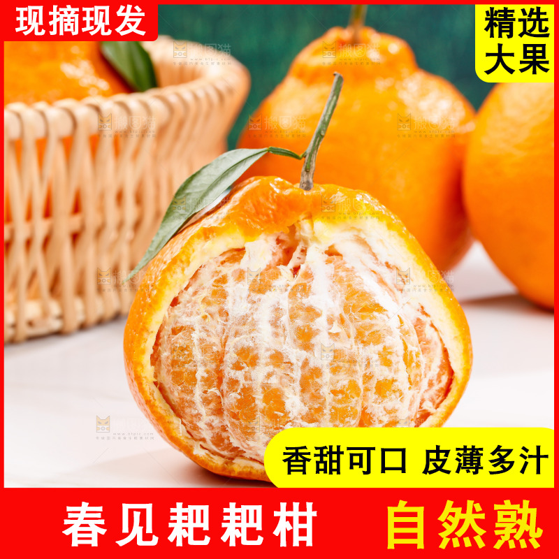 浅底上的春见耙耙柑
