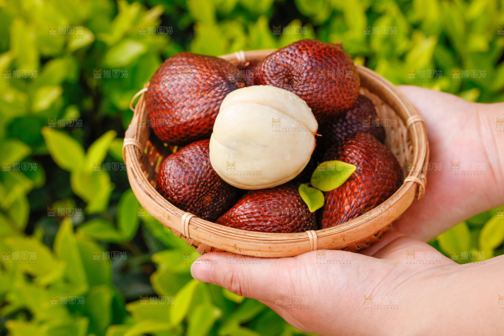 手里拿着蛇皮果