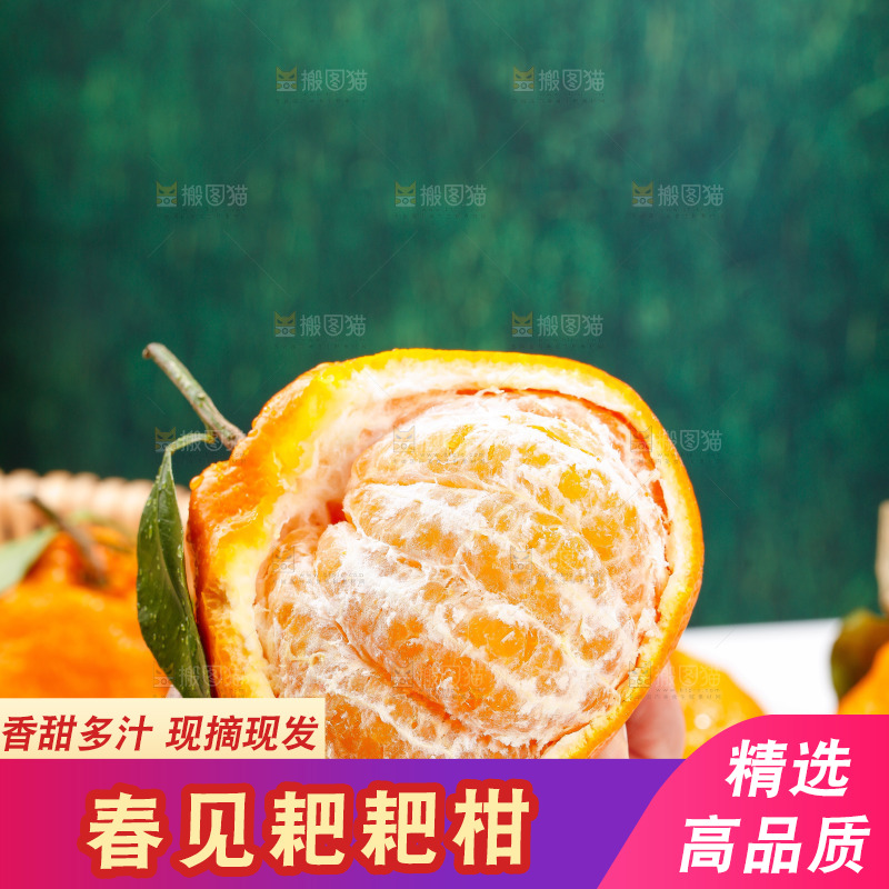 浅底上的春见耙耙柑