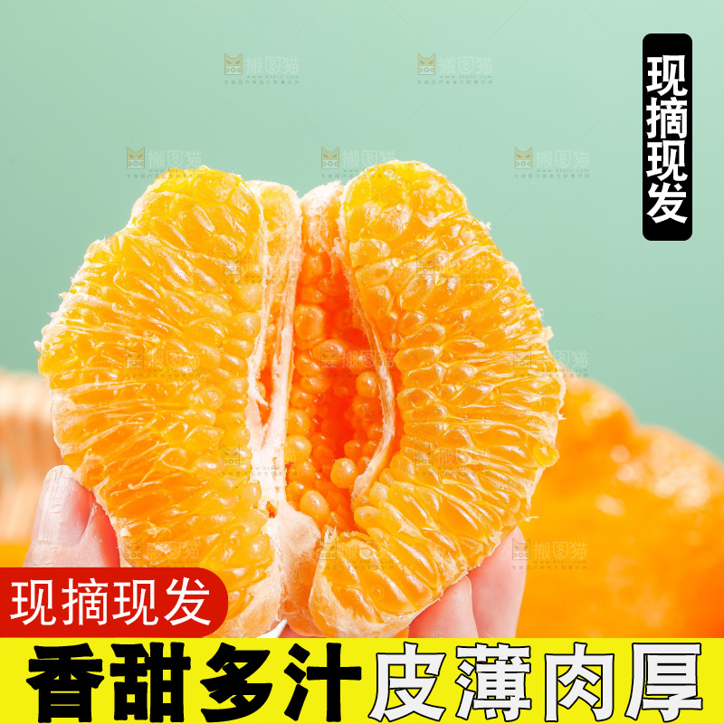浅底上的春见耙耙柑