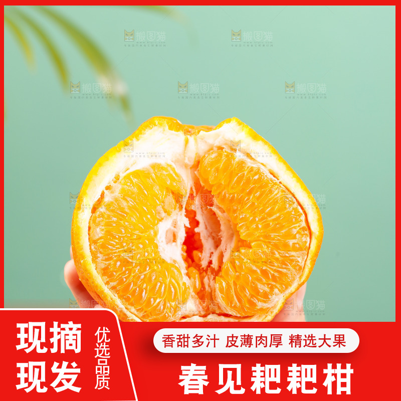 浅底上的春见耙耙柑