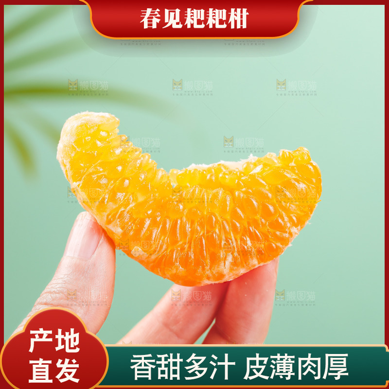 浅底上的春见耙耙柑