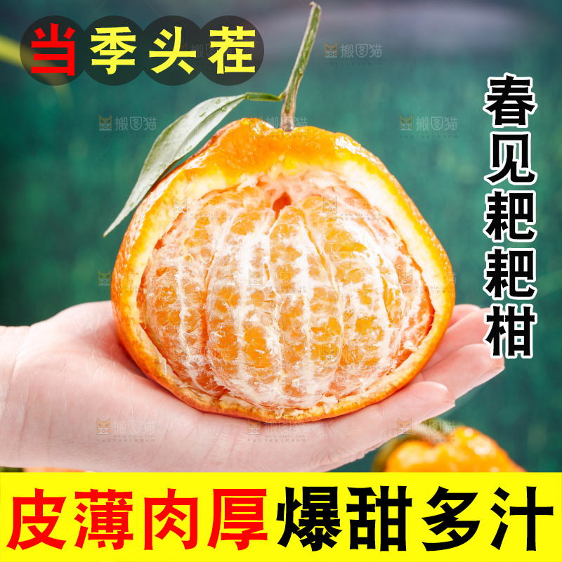 浅底上的春见耙耙柑