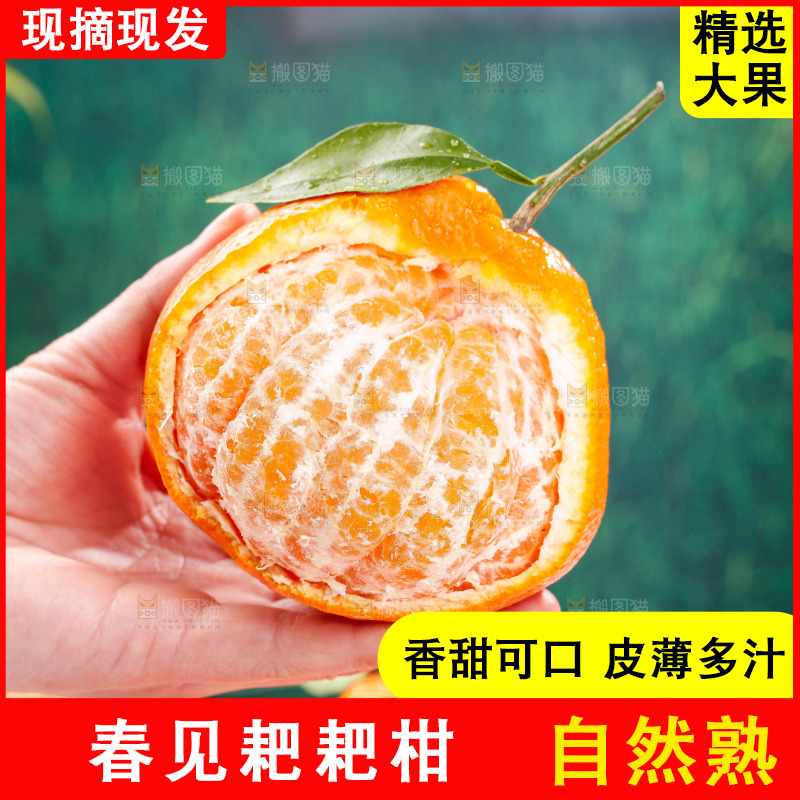 浅底上的春见耙耙柑