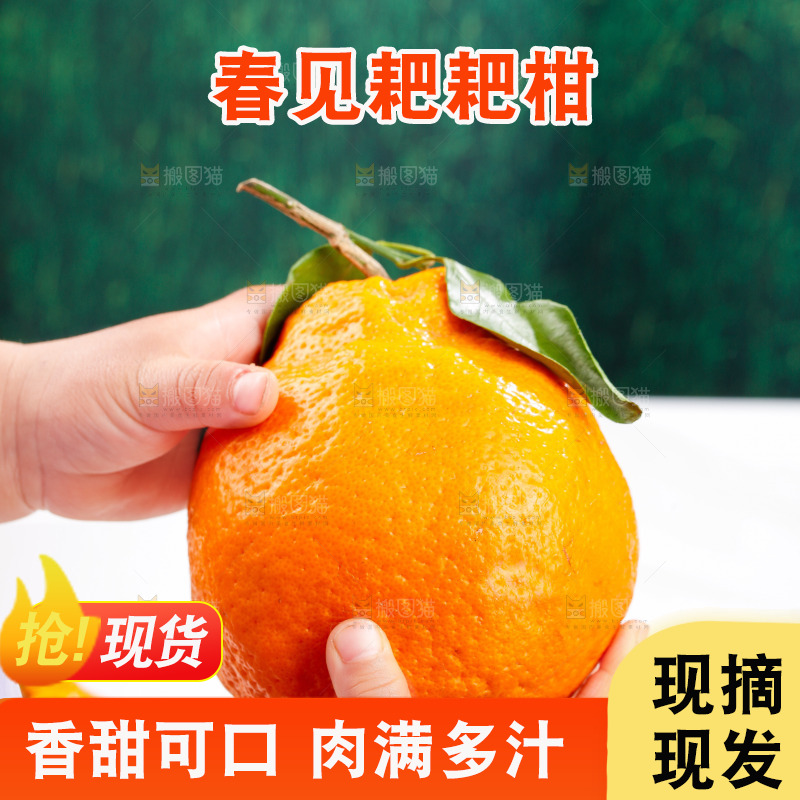 浅底上的春见耙耙柑