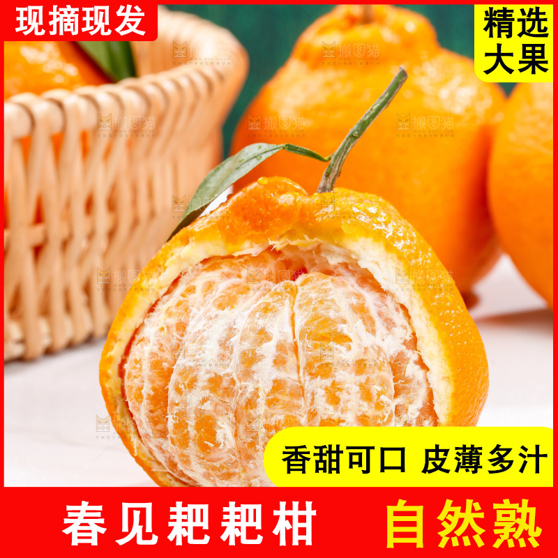 浅底上的春见耙耙柑