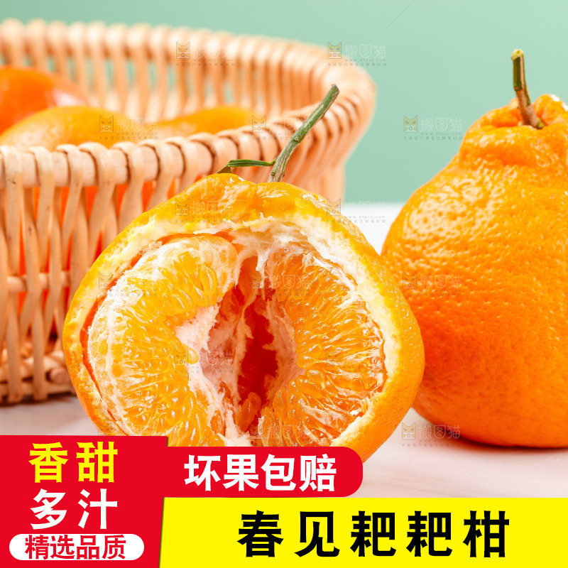 浅底上的春见耙耙柑