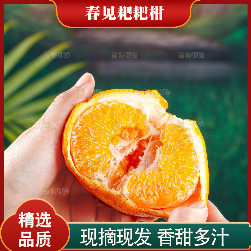 浅底上的春见耙耙柑