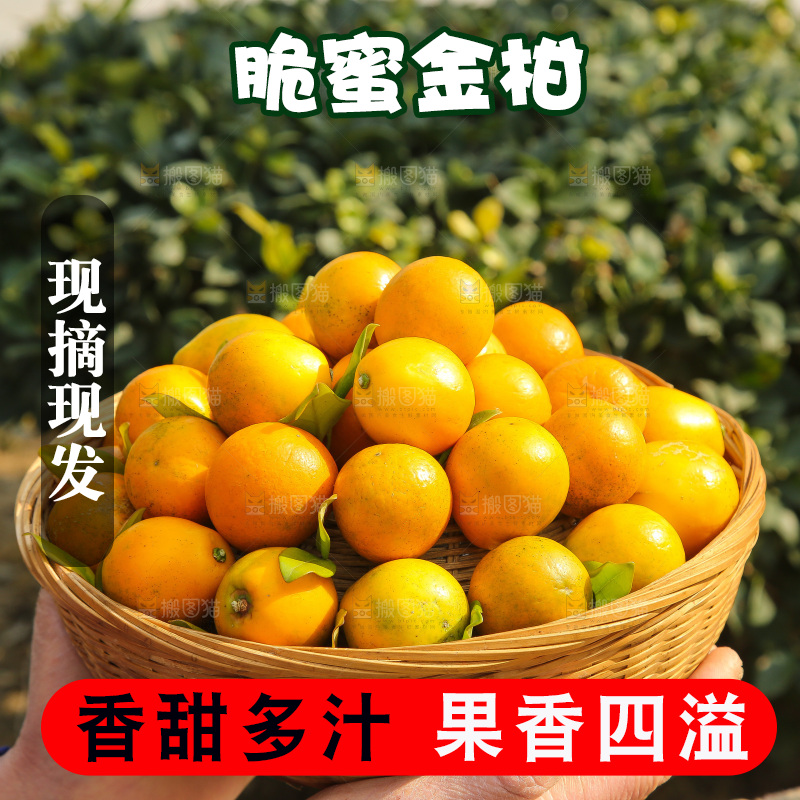 手里拿着脆蜜金柑
