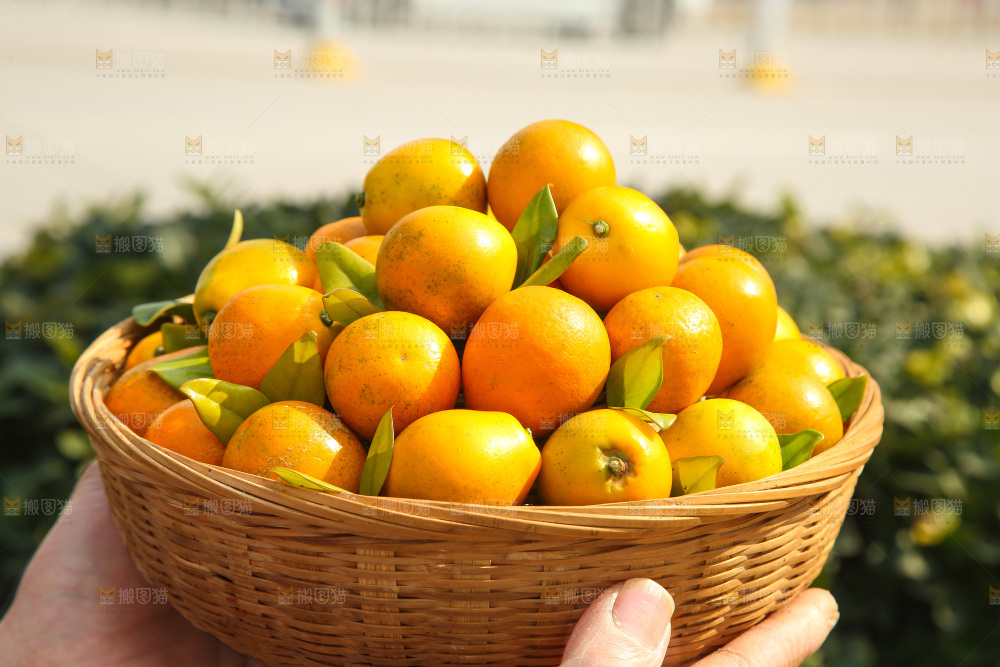 手里拿着脆蜜金柑