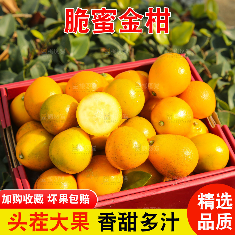 手里拿着脆蜜金柑
