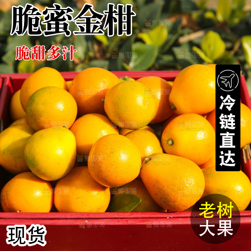 手里拿着脆蜜金柑