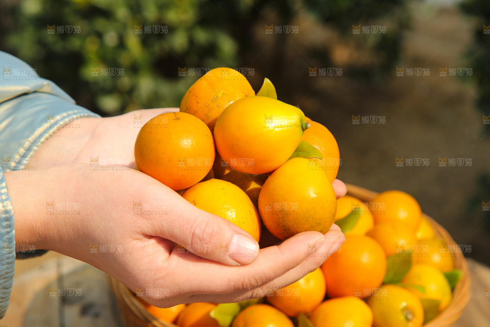 木底上的脆蜜金柑