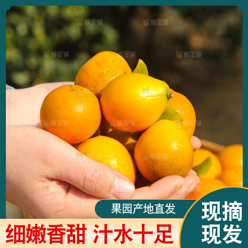 木底上的脆蜜金柑